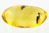 Uncommon Fossil Flies (Bibionidae & Scatopsidae) In Baltic Amber #272242-2
